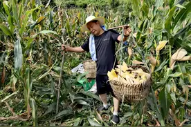 灼灼烈日，我帮大姐收玉米图片