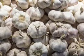新蒜大量上市，目前大蒜价格多少钱一斤？2024年大蒜行情走势预测图片