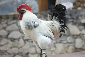 国内二十大名鸡图片