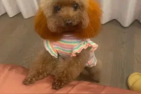 狗狗大姨妈结束后有分泌物，是子宫积液图片