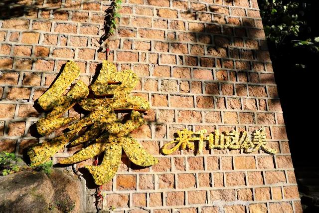 这份指南请收好！千山银杏最佳观赏期即将到来