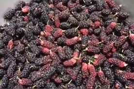 神奇的桑葚泡酒图片