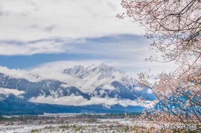 下月即将开爆！这才是 “中国最美春天”，一年仅20天可遇！