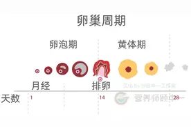 女性排卵期这6个身体变化，你都了解吗？图片