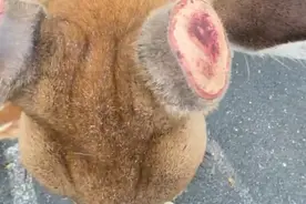 谁干的！大连一只野生梅花鹿鹿角疑被盗割，警方介入调查图片