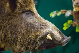 “挂甲”野猪有多凶悍？老猎人不听爷爷警告，猎杀挂甲野猪险丧命图片