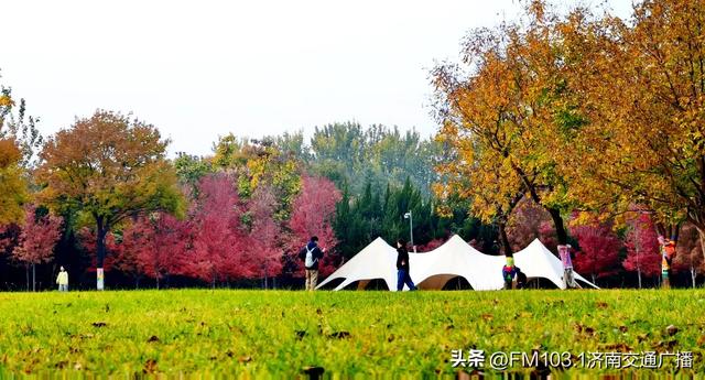 济南植物园藏着秋日顶流!这漫天红叶,正等你赴一场红焰之约