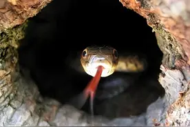 2005年，山西大蛇夏天“组团自杀”？专家：有可能是这个原因！图片