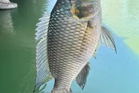 合肥市包河区周边10个常去钓点推荐-附送具体位置图片