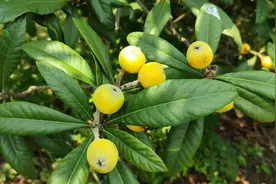 即将开采！太仓地产枇杷月底大量上市图片