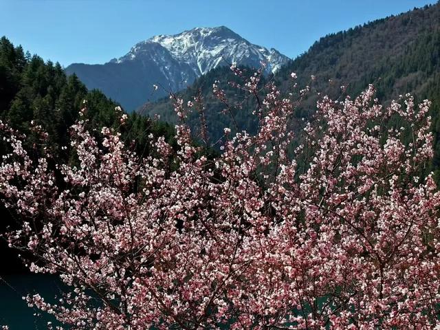 九寨沟VIP观光车（散拼包车）上线啦！3月22日正式发车～