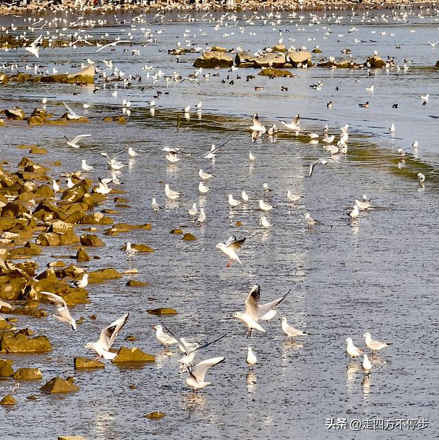 深圳湾观鸟：海舞鸟歌映盛世