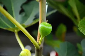 无花果什么时候开始扞插？怎样进行扞插？图片