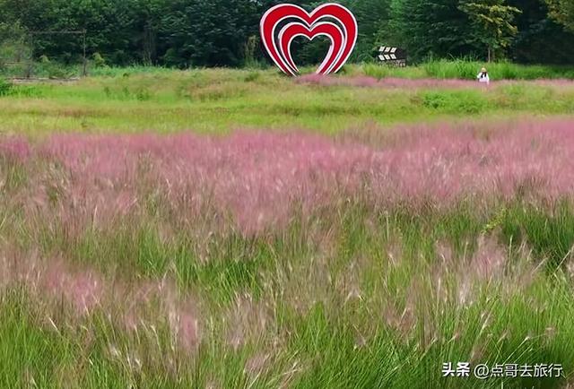 免费！成都最大面积粉黛草花海，粉色浪漫让人惊叹，地铁公交直达