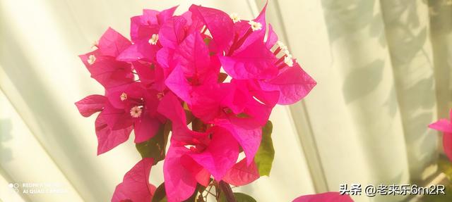 七绝 初冬游莞市公园