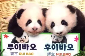 “中韩混血”大熊猫——“睿宝”“辉宝”在韩国迎来一周岁生日图片