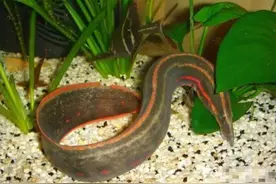 逐渐“消失”视线的10种淡水鱼，在80年代算不上罕见，有的不敢吃图片