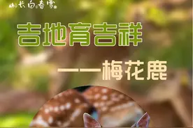 来吉祥森林，一起迷“鹿”吧！图片