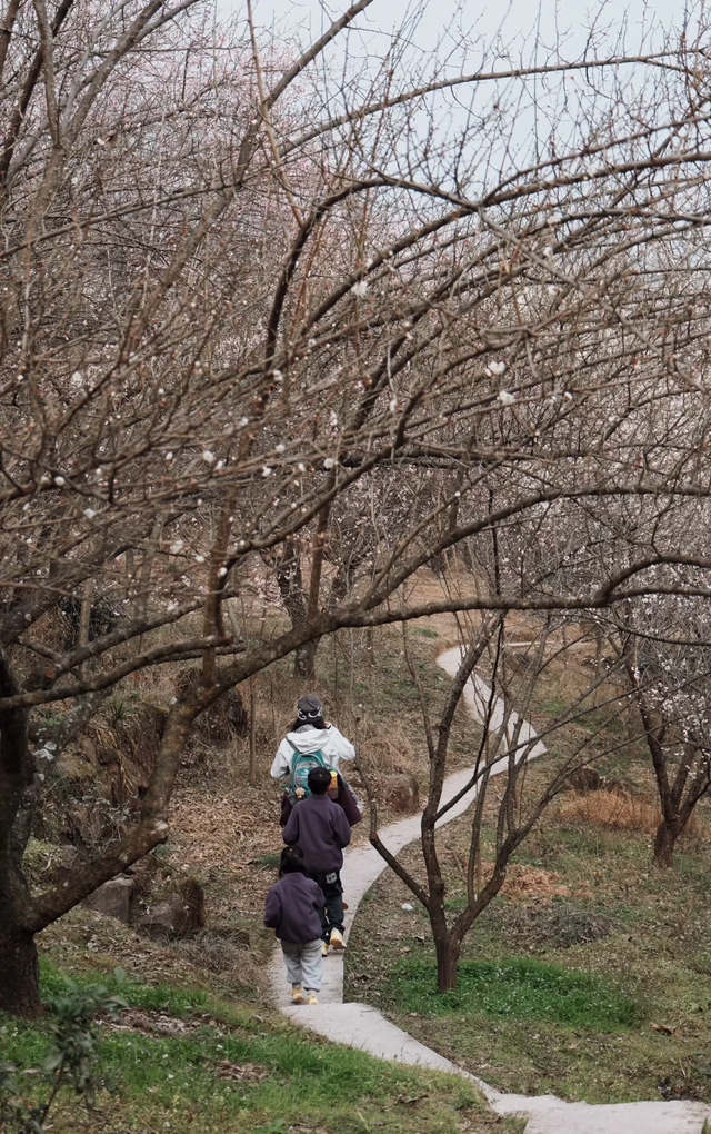 成都青梅花已开，10条爆火赏梅徒步线亲子友好，速速收藏！