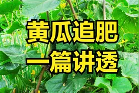 种植黄瓜，要想长得好，一定要追肥，追几次，追什么肥？图片