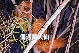破案了！原来是它吃了喜鹊和野鸡 | 绿会志愿者谈巡护趣事图片