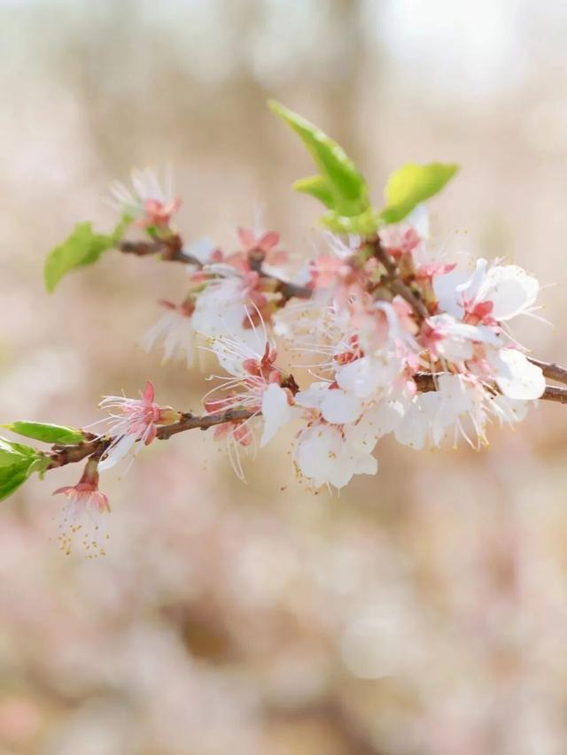 清明假期去哪玩？这10条线路快来抄作业
