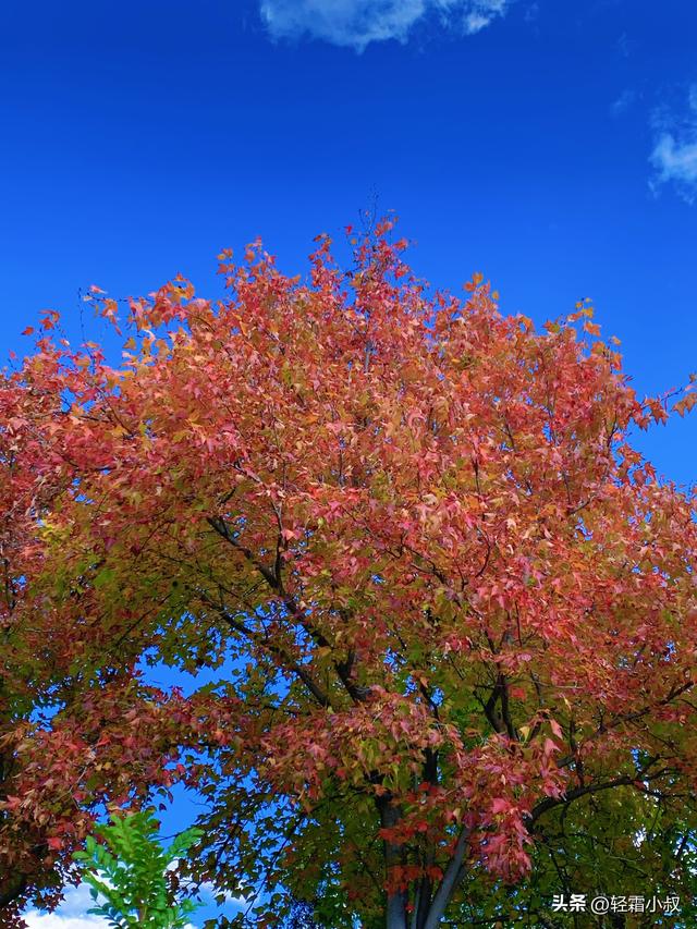 秋霜寒，秋叶艳，秋林醉，在家乡小城，邂逅一场姗姗来迟的秋景