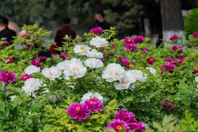 太期待了!接下来的洛阳,是这样的...