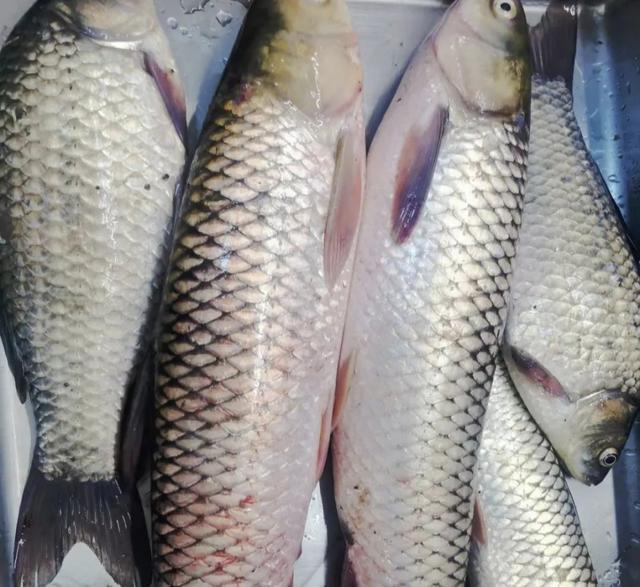 When buying grass carp, should you choose "big belly" or "small belly