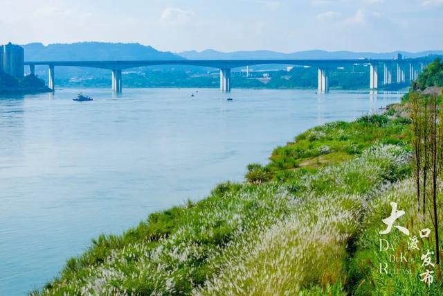 梦幻绝美!大渡口藏着一大片芦苇花海,现在去正好