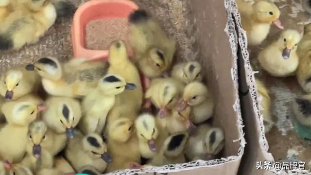 “鸭中爱马仕”跌落神坛，从上万一只到300元甩卖无人在意！