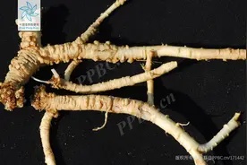 药食同源植物——党参图片