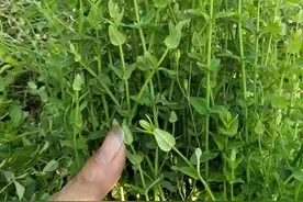 农村田埂上常见的野草，人称田基黄，肝炎草，全株是宝图片