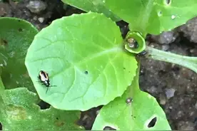 新型杀虫剂，是治跳甲的一把好手，关键还能治青虫，你用过吗图片