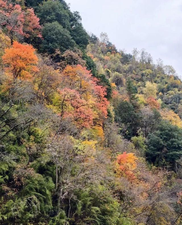 【美丽四川】平武沙棘沟行记：穿过五公里雨雪晴阴 收获“无执”的秋日‖柳红樱