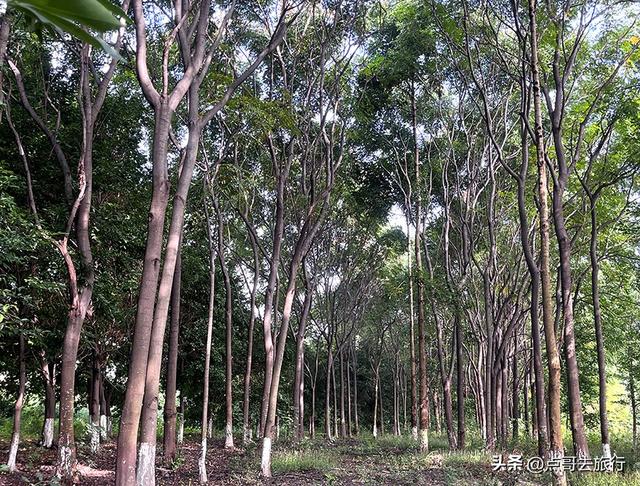 成都被冷落的彩林公园，惊艳无比，不要门票，地铁公交车直达！