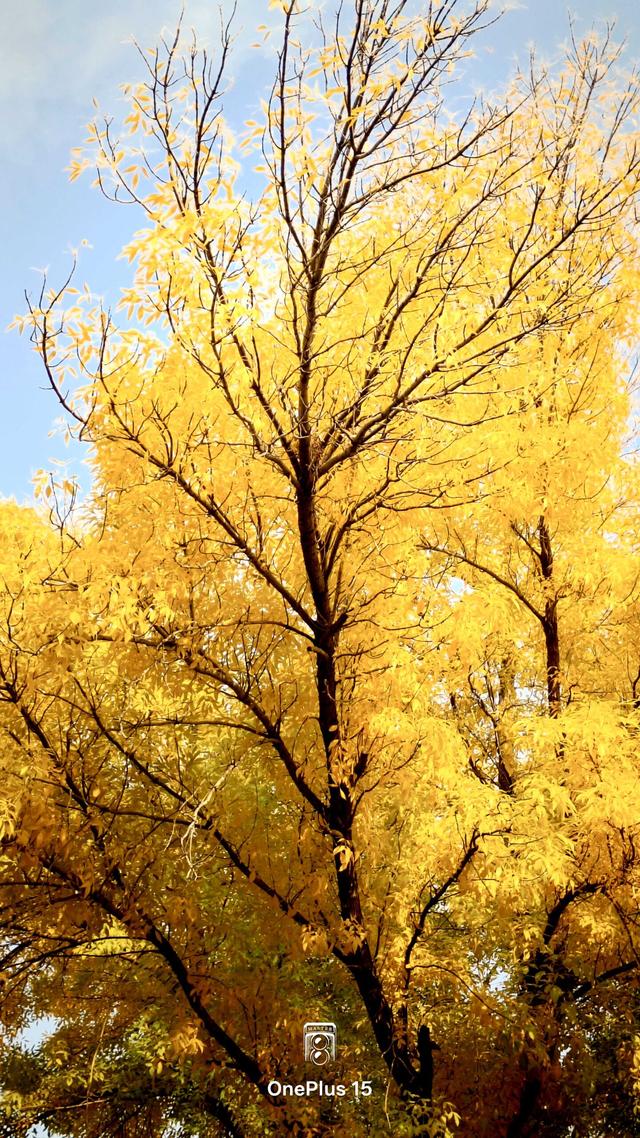 一加15体验：影摄北纬39度线的城市之秋