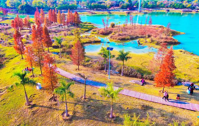 柳州龙湖公园的水衫红了!把冬天装扮得超美!你来打卡了吗?