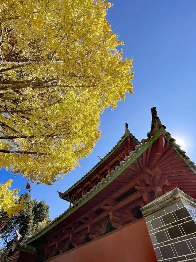 【视界】红墙映金叶!500年古银杏迎最佳观赏期