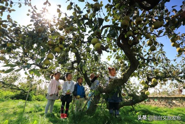 【乐游烟台】逛遍烟台，我最喜欢的慢节奏小城出现了→