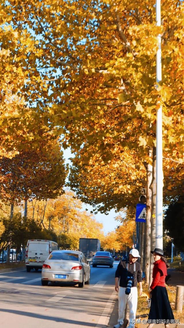 不用去南京，长沙也藏着 “梧桐秘境”！遛娃拍照美到窒息！