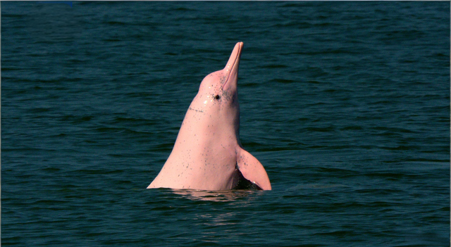 耗资千亿的超级工程，单为她留出游弋通道？这电影给出最动人答案