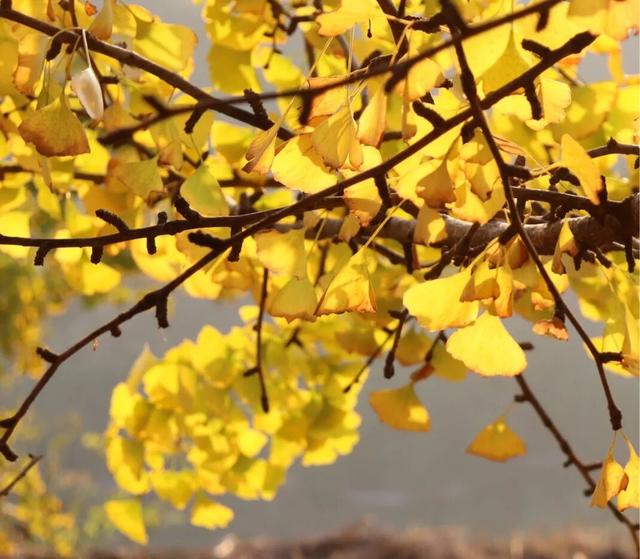 韶关坪田/九峰银杏最佳观赏期到啦！出发，拍满秋天九宫格！