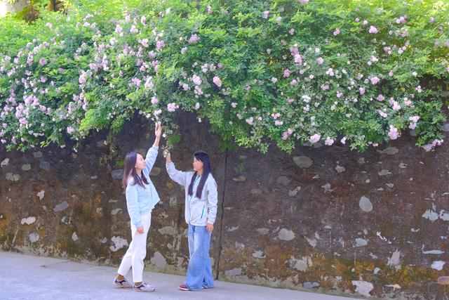 四川石棉：安顺场的四月花语