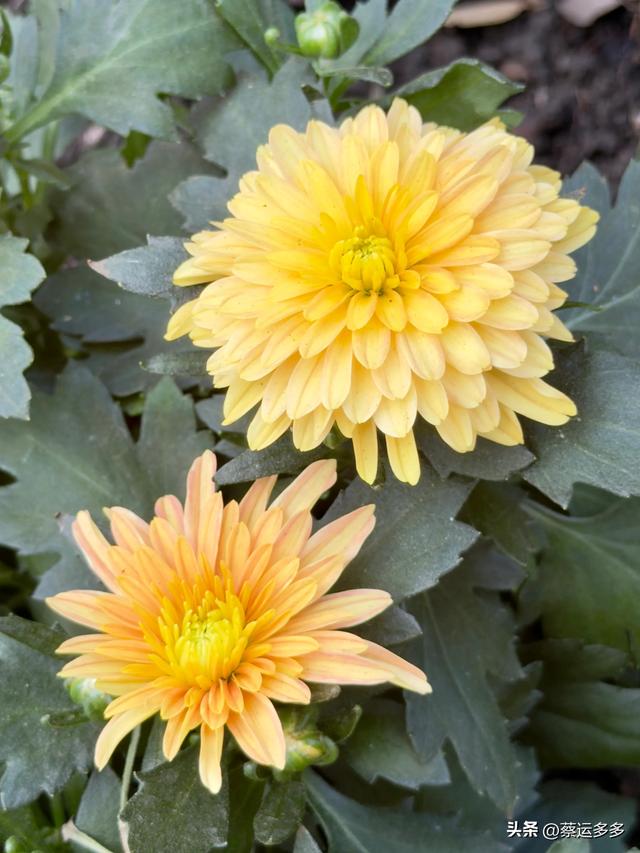 重阳节，上海赏秋之美