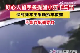 猫卡车里保时捷车主果断拆车救猫图片