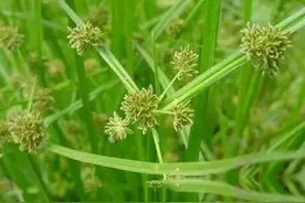 【人间草木】莎草（Suō Cǎo）：莎草沿阶密,筼筜绕槛幽图片