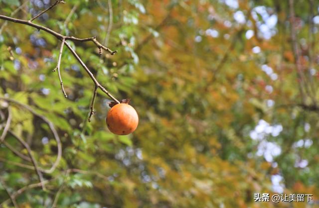 贵州贵阳乌当区的柿子和彩林，体验初冬之韵
