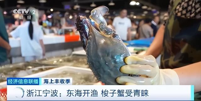东海开渔梭子蟹市场价格如何