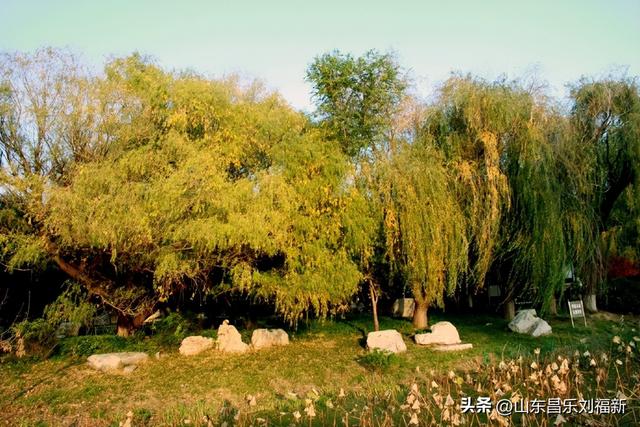 我在昌乐西湖公园拍到的游客